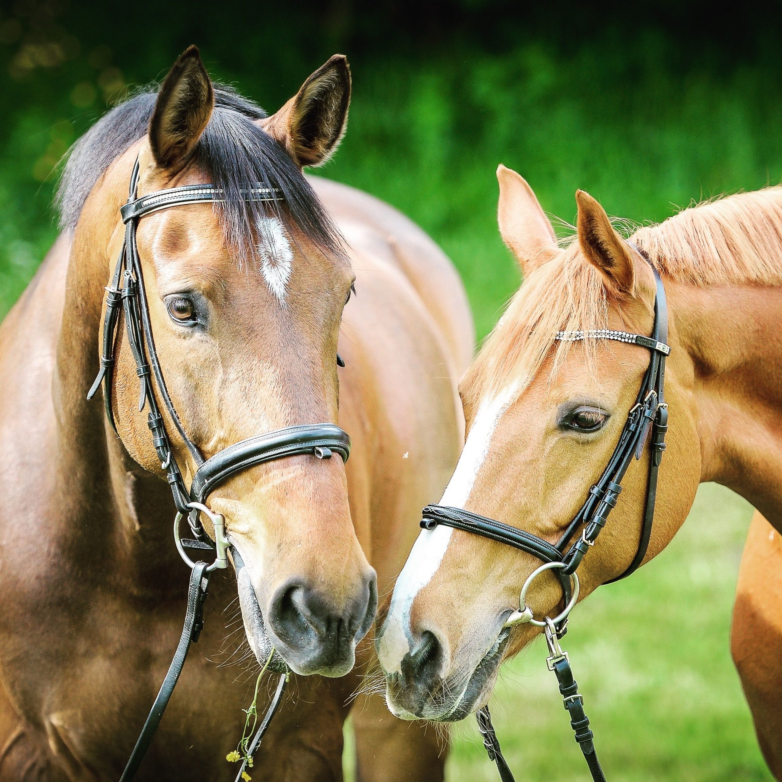 VETOQUINOL Bem estar qualidade de vida e aumento de cavalos urbanos movimentam o mercado equestre scaled